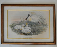 John Gould - Herons set of four, framed