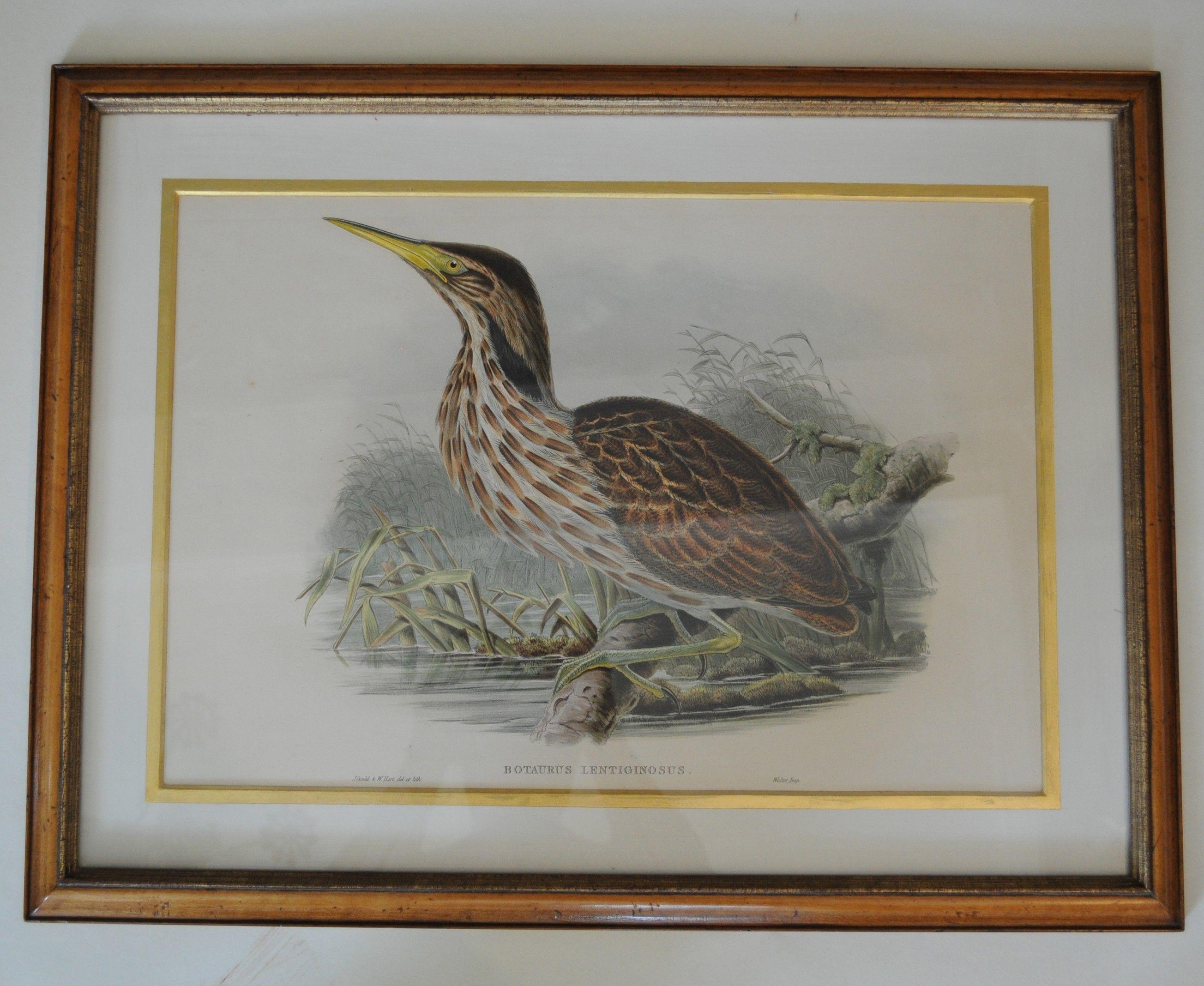 English John Gould - Herons set of four, framed For Sale