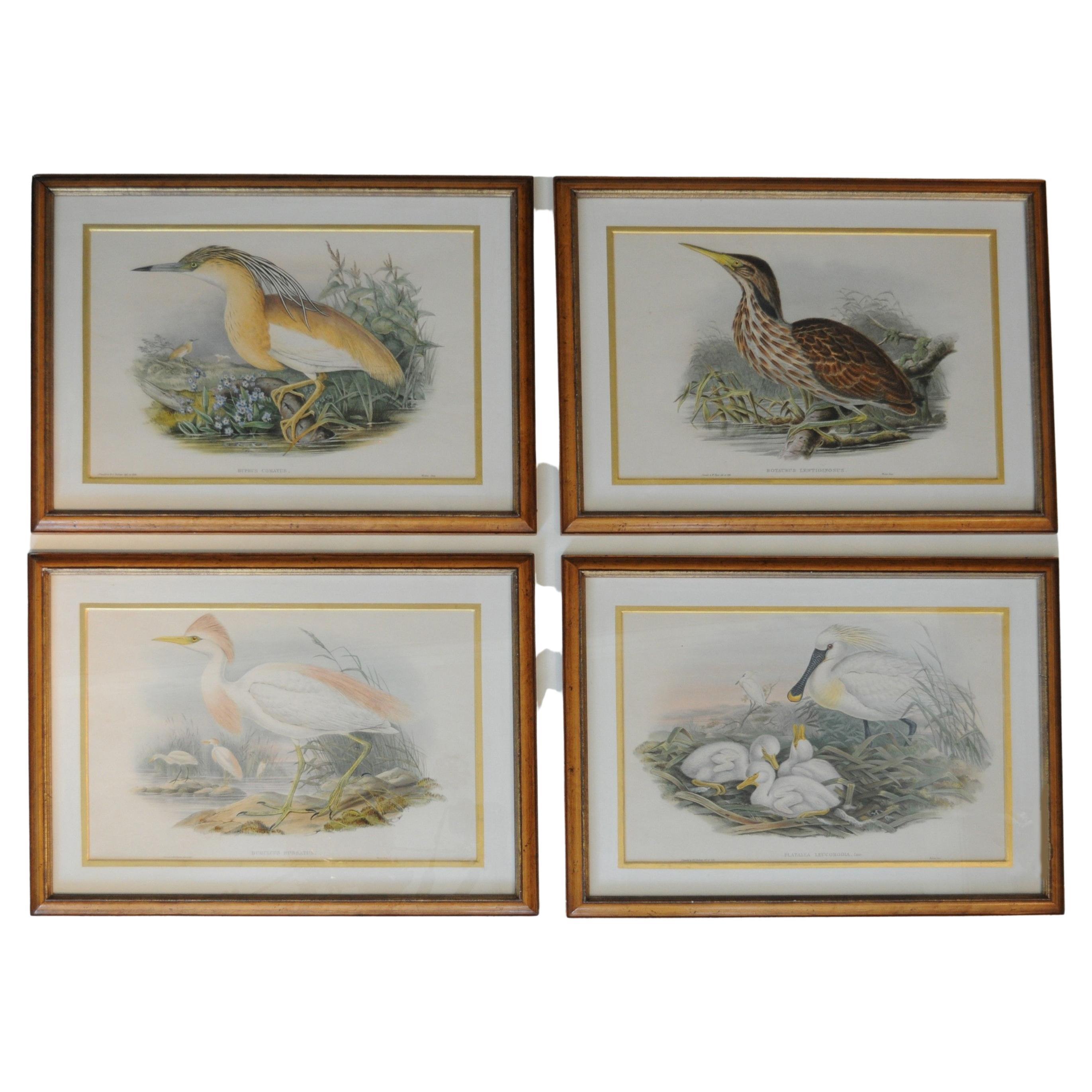 John Gould - Herons set of four, framed