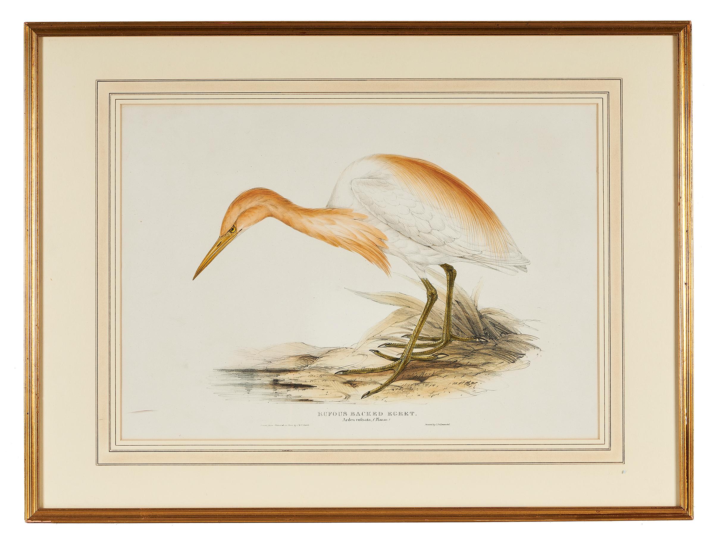 John Gould (English, 1804-1881), 'Rufous Backed Egret, Ardea Rufsata', Cattle Erget, 1832-1837, hand colored lithograph from 'The Birds of Europe', framed.
