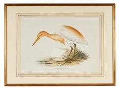 John Gould Lithograph from 'The Birds of Europe'