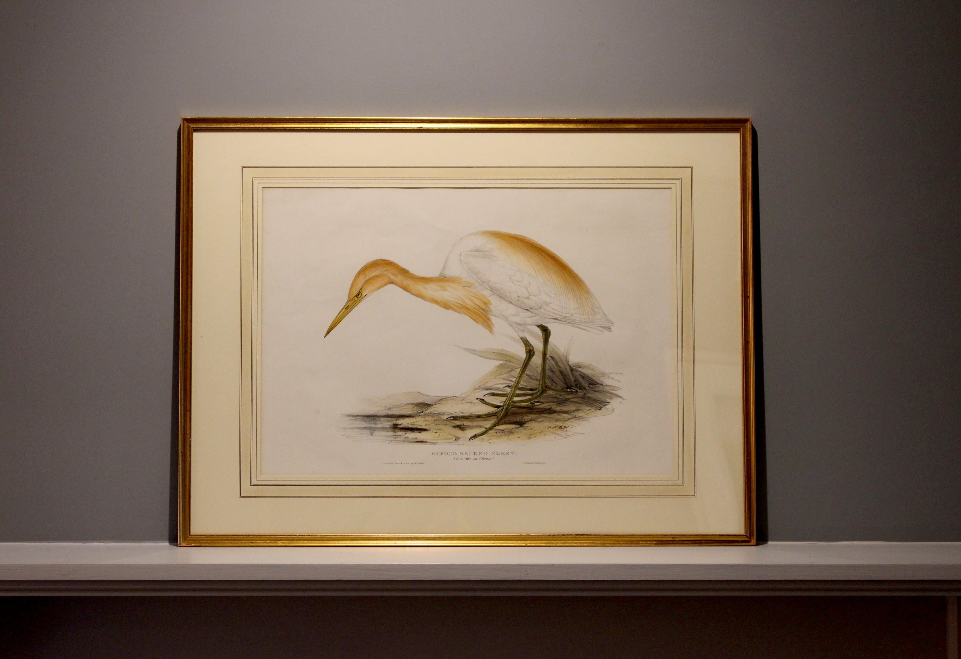 British John Gould Lithograph from 'The Birds of Europe' For Sale