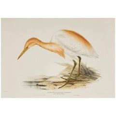 John Gould Lithograph from 'The Birds of Europe'