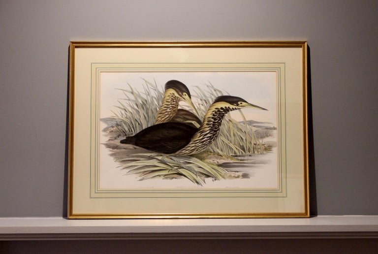 John Gould Lithograph from 'Birds of Australia' For Sale at 1stDibs