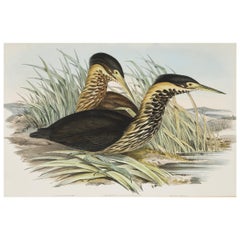 John Gould Lithograph from 'Birds of Australia'