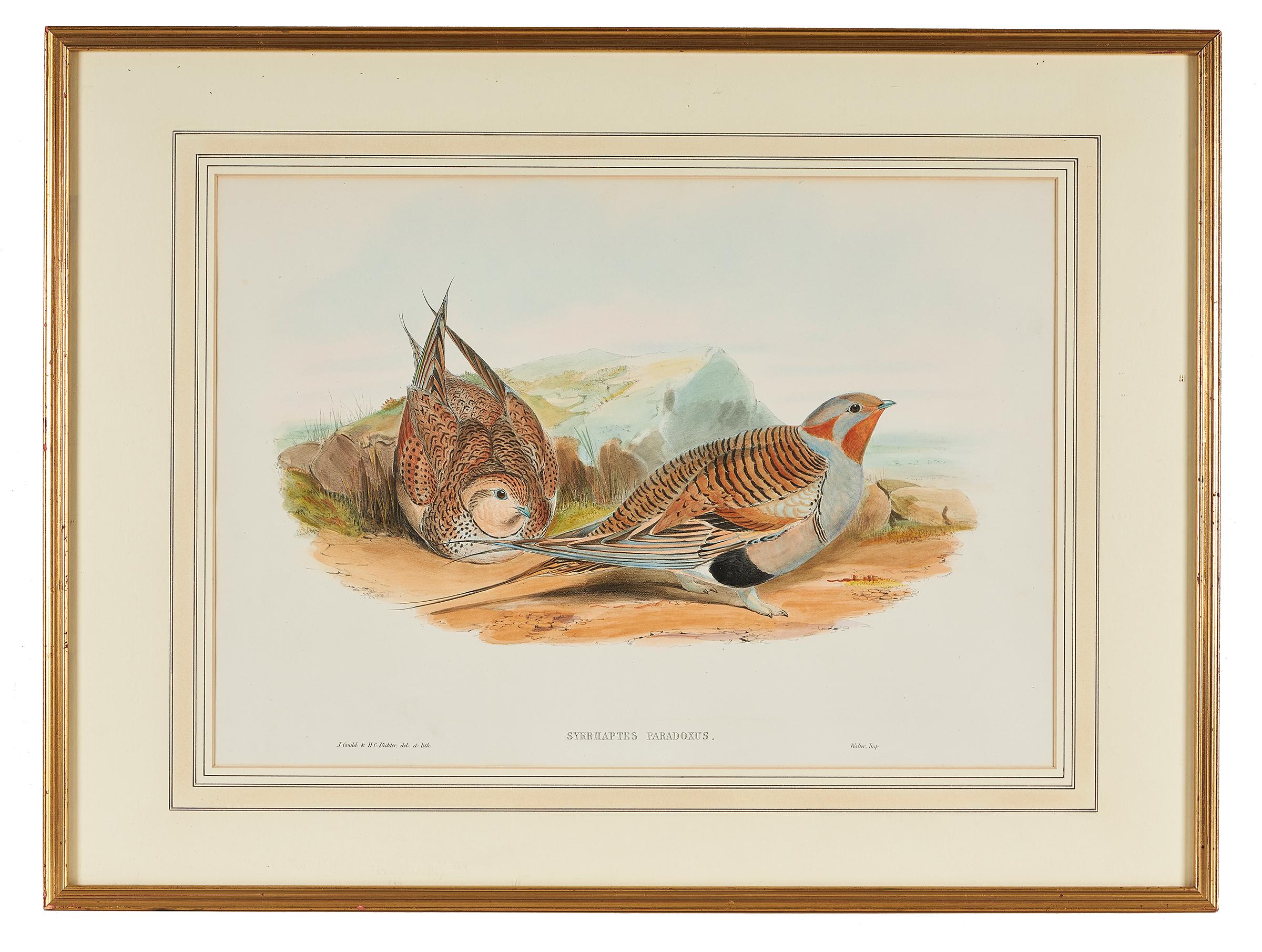 John Gould (English, 1804-1881), 'Syrrhaptes Paradoxus', Pallas Sand Grouse, 1863, hand colored lithograph from the book 
