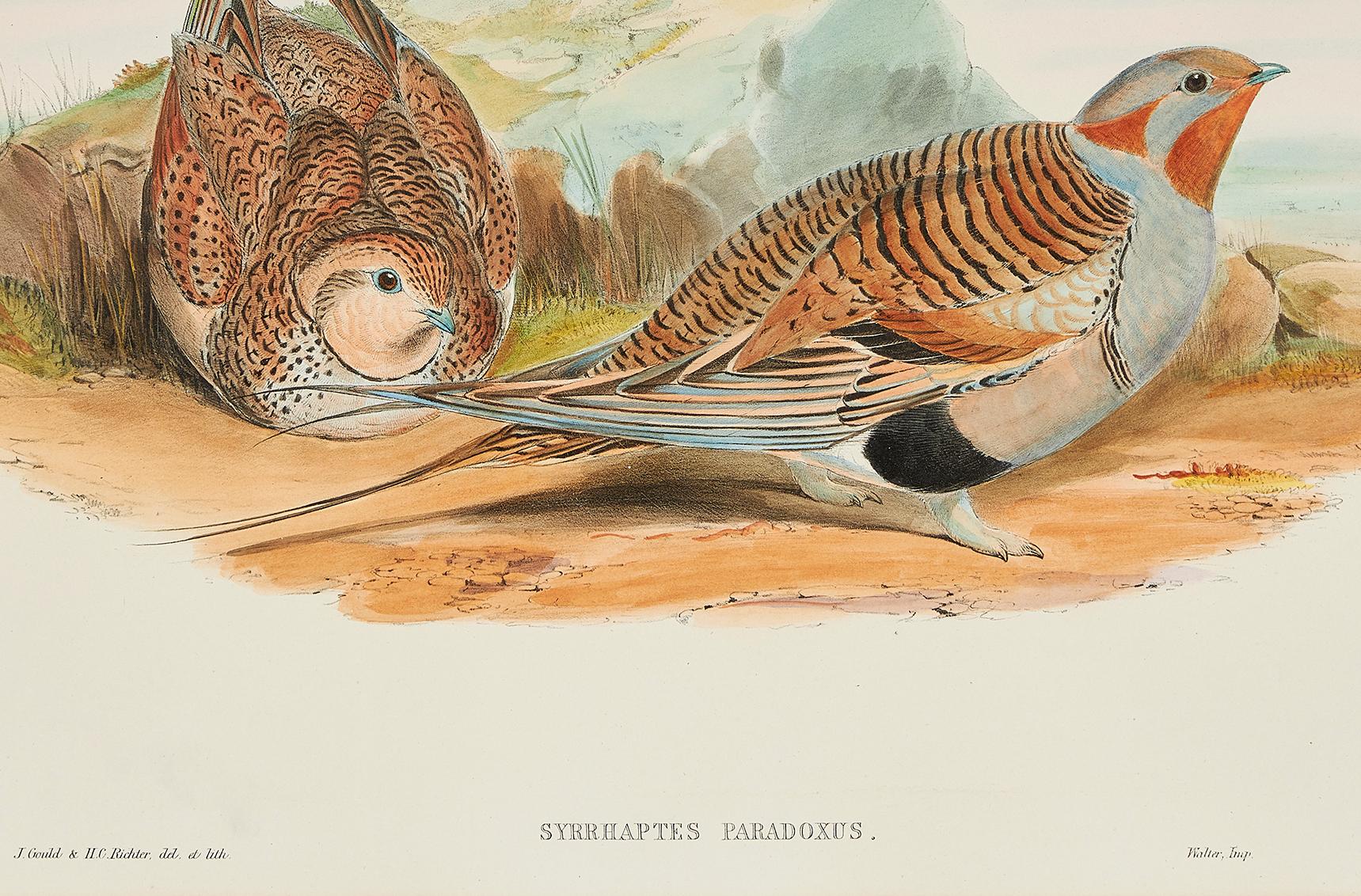 British John Gould Lithograph from 'Birds of Great Britain'