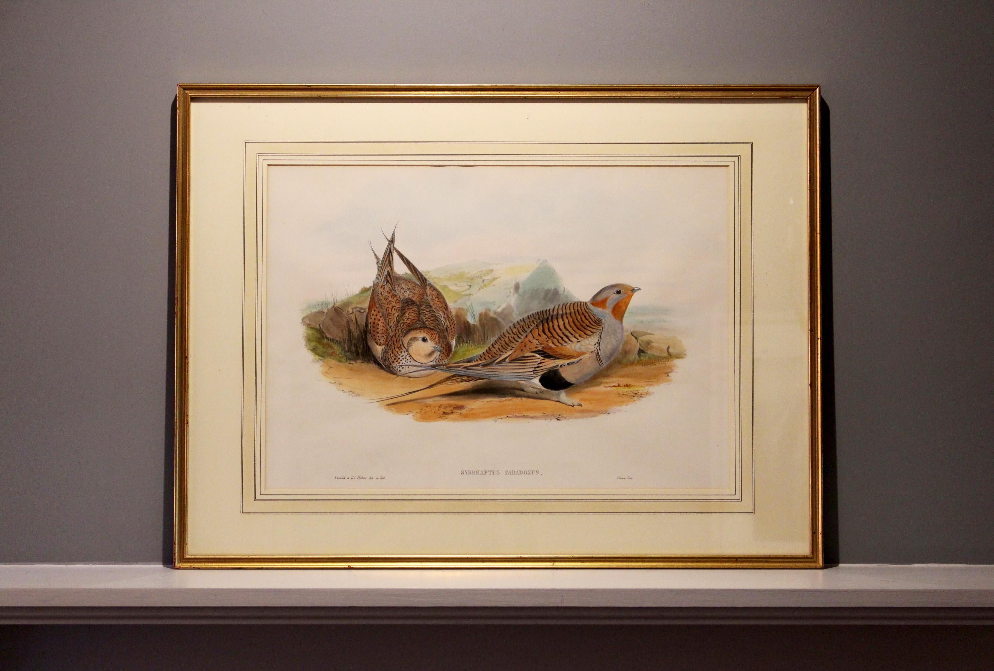 John Gould Lithograph from 'Birds of Great Britain' In Good Condition In Petworth, West Sussex