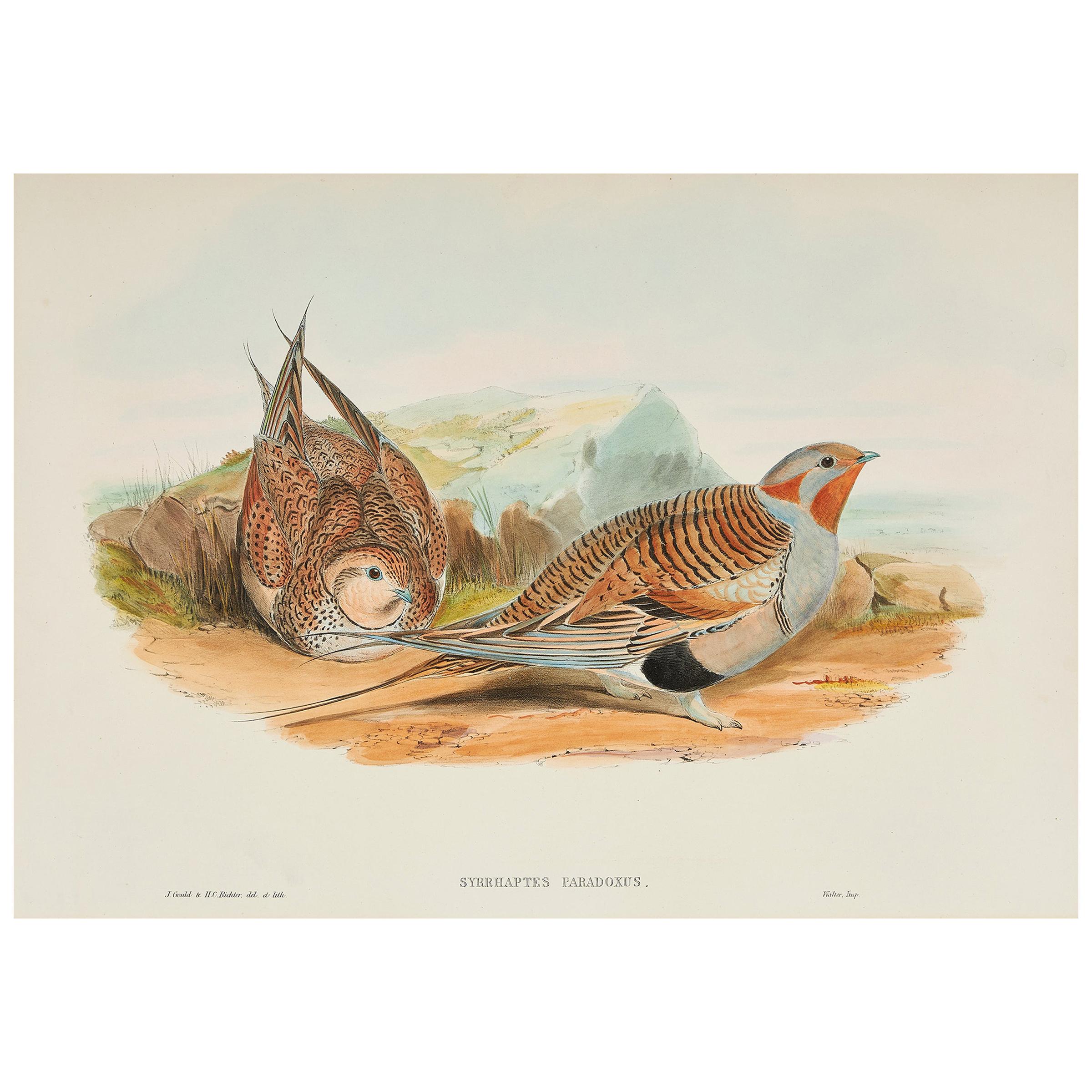 John Gould Lithograph from 'Birds of Great Britain'