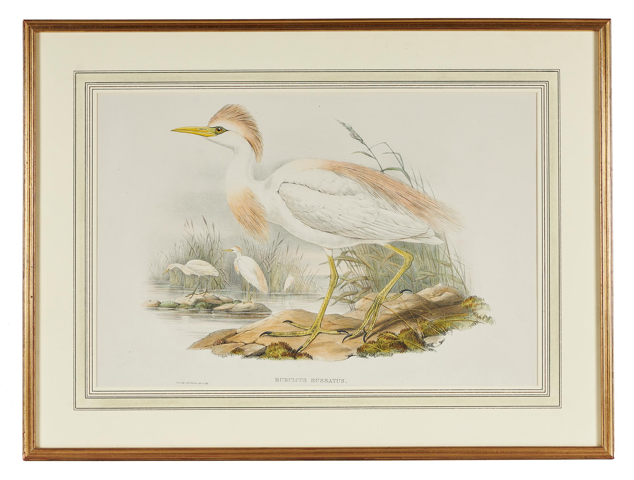 John Gould (British, 1804-1881), 'Bubulcus Russatus', Buff Backed Heron, from 'The Birds of Great Britain', hand colored lithograph, published 1863-73, framed.