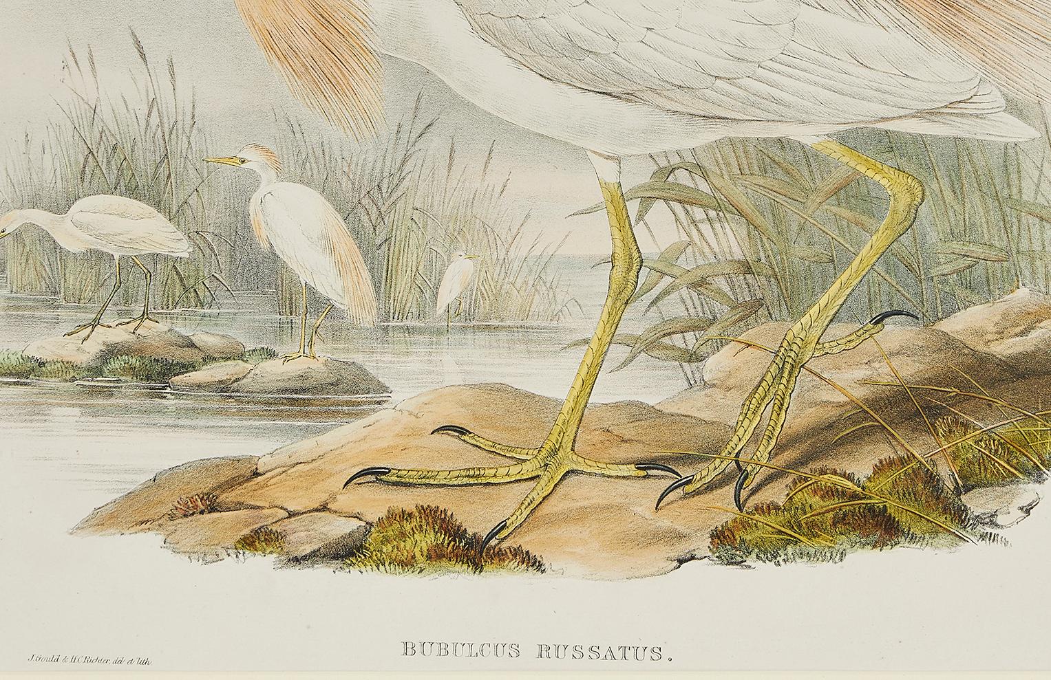 Britannique Lithographie de John Gould tirée de 