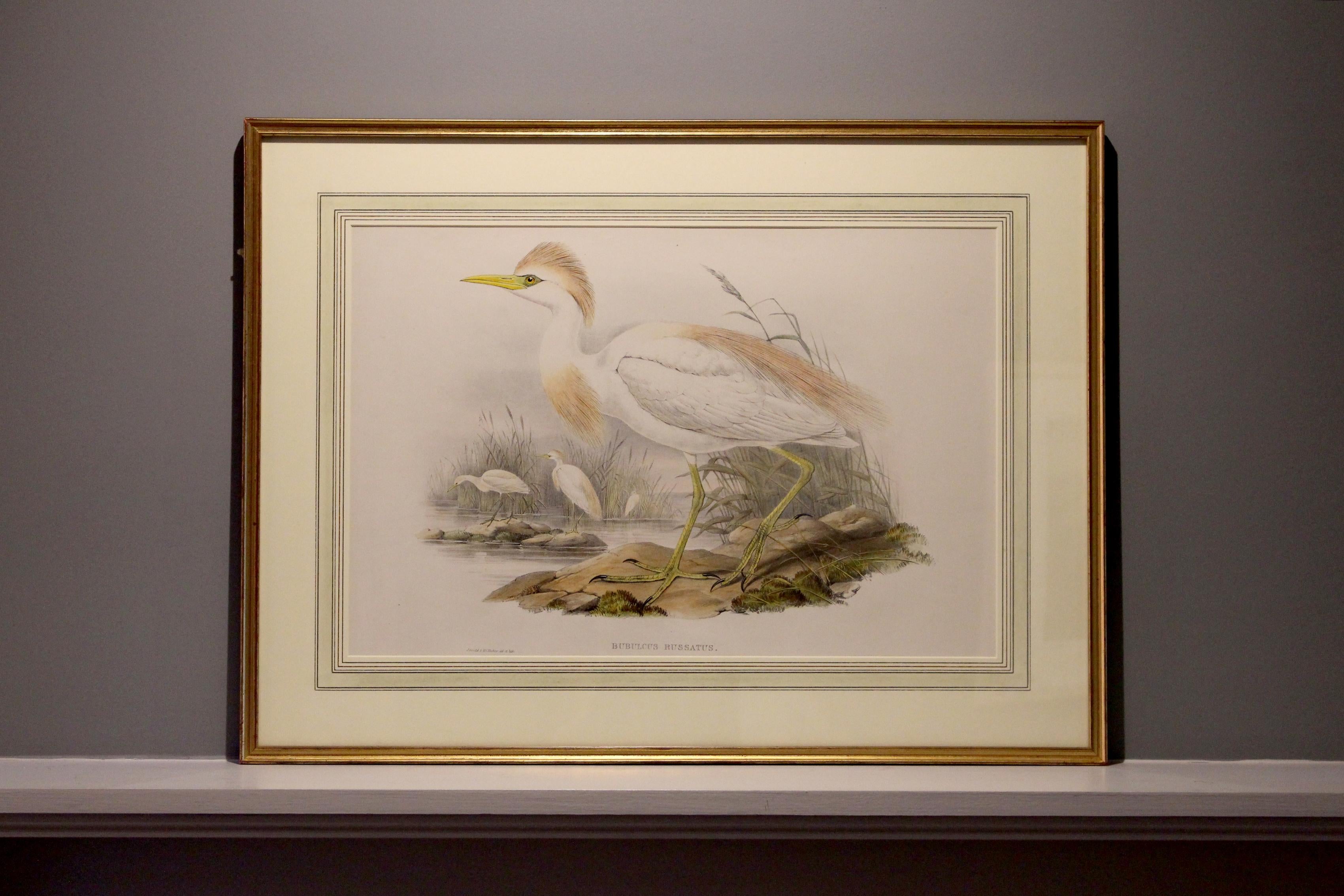 Lithographie de John Gould tirée de 