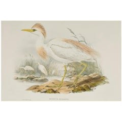 Lithographie de John Gould tirée de "The Birds of Great Britain" (Les oiseaux de Grande-Bretagne)