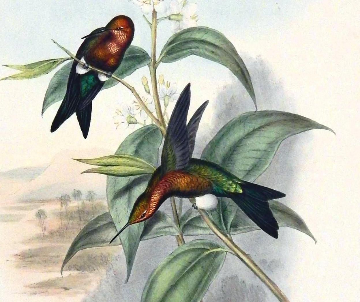 John Gould original hand-colored lithograph.
Featuring a pair of hummingbirds commonly called “Mosquera’s Puff-leg”
This vintage Gould print is unframed and in good condition with strong fresh color.
There is some toning seen around the