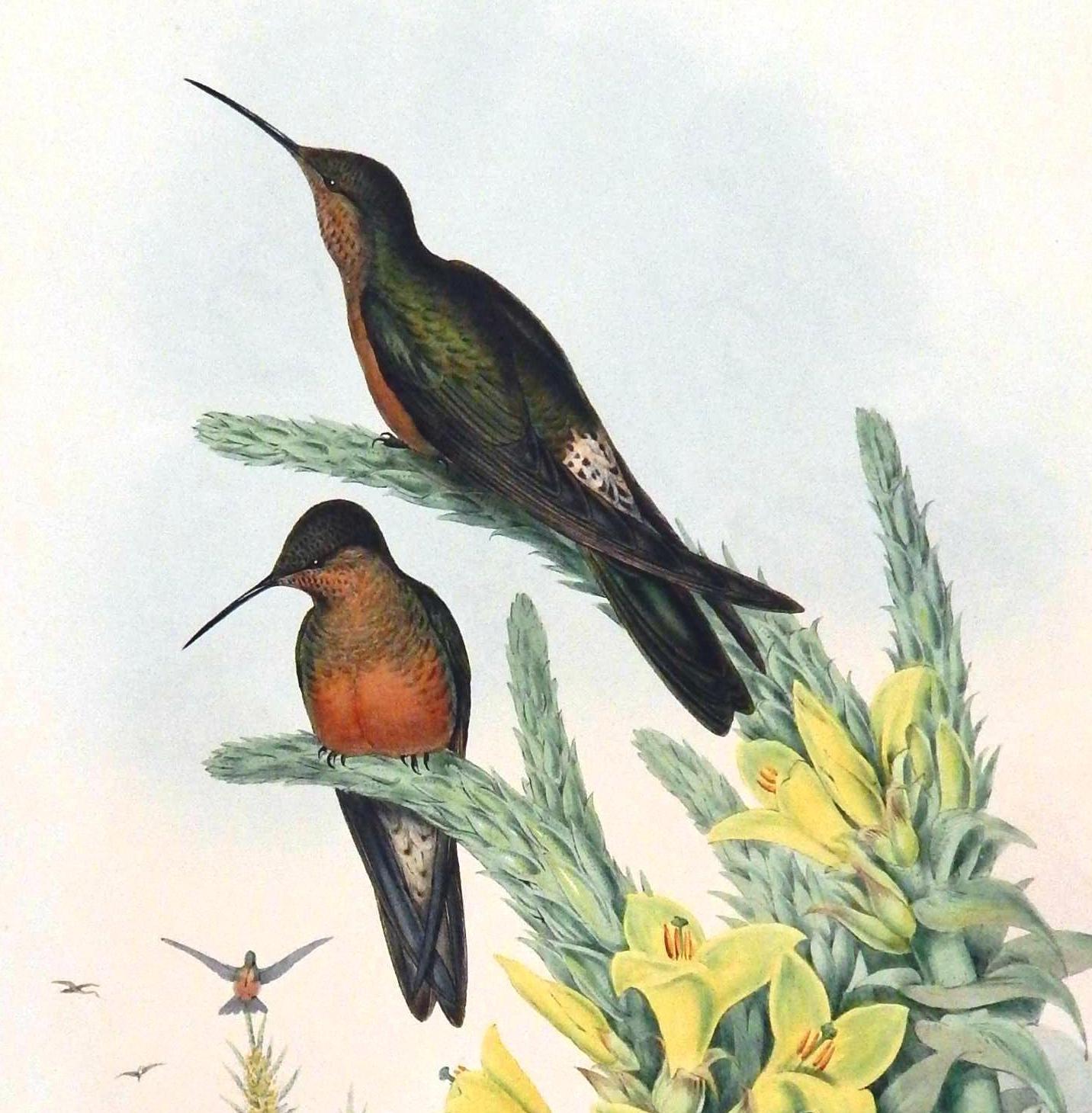 John Gould original hand-colored lithograph featuring a pair of giant hummingbirds.
This type is the largest of the species and is most often spotted in South America.

This vintage Gould print is unframed and in good condition with strong fresh