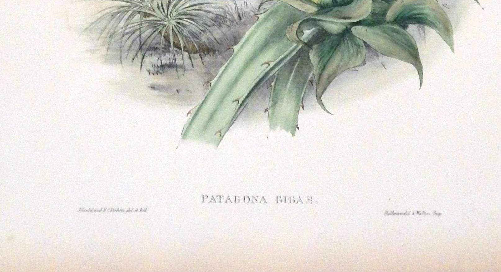 19th Century John Gould Original Hand Colored Lithograph, 'Patagona Gigas'