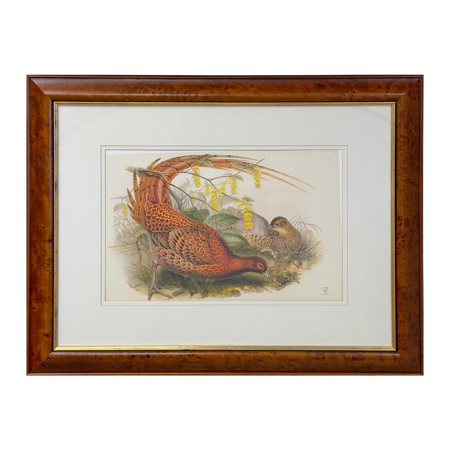 A large print of John Gould of Pheasant ""Phasianus Soemmeringii " from his published book " Birds of Australia ". John Gould was influenced by James Audubon paintings of birds work and traveled the world John Gould traveled around the world,