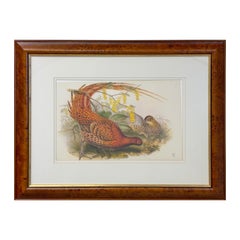 Vintage John Gould Pheasants "Phasianus Soemmeringii " Large Lithograph, Framed 