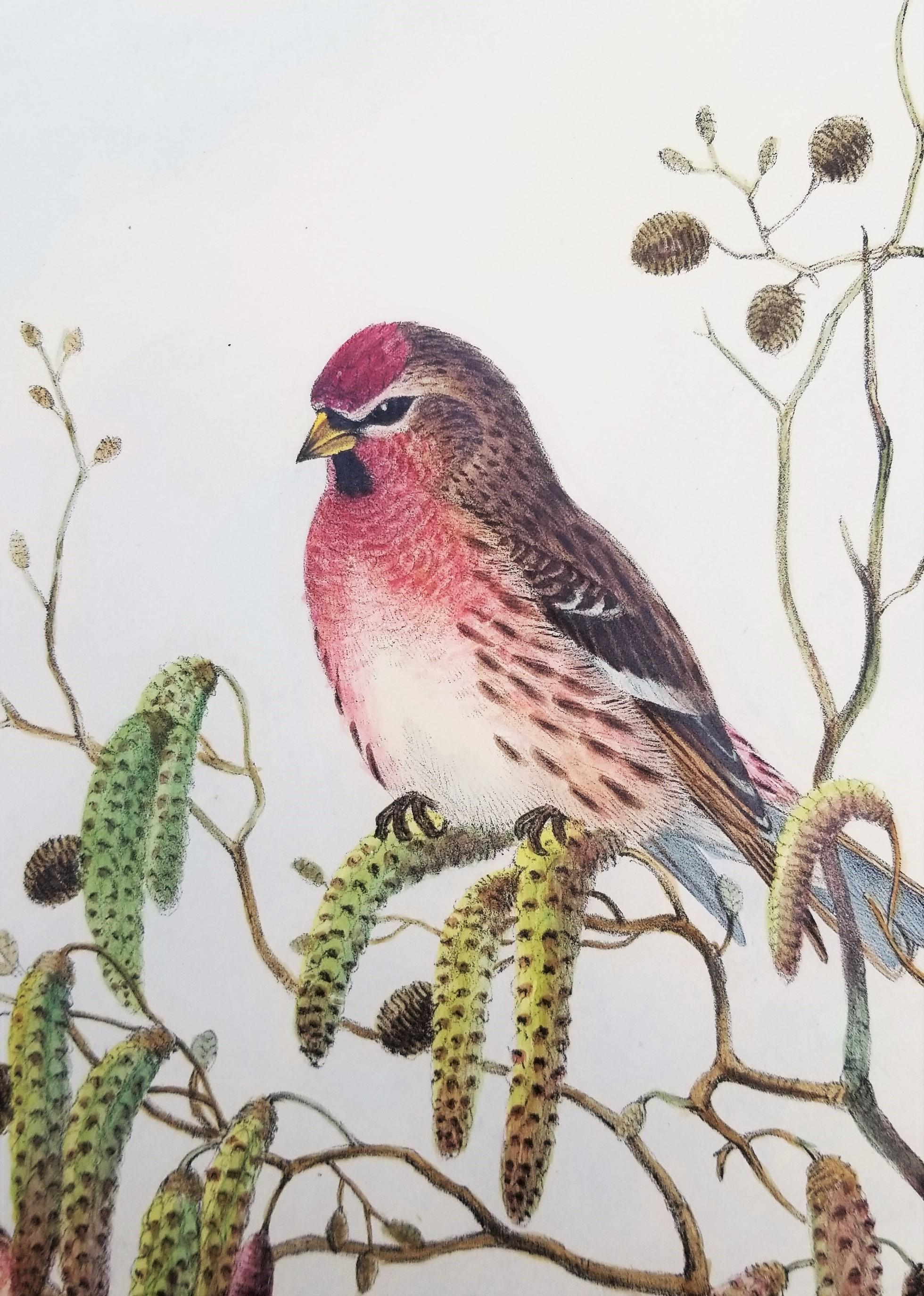 Aegiothus Linaria (Common Redpoll) /// John Gould Ornithology Bird Lithograph For Sale 9