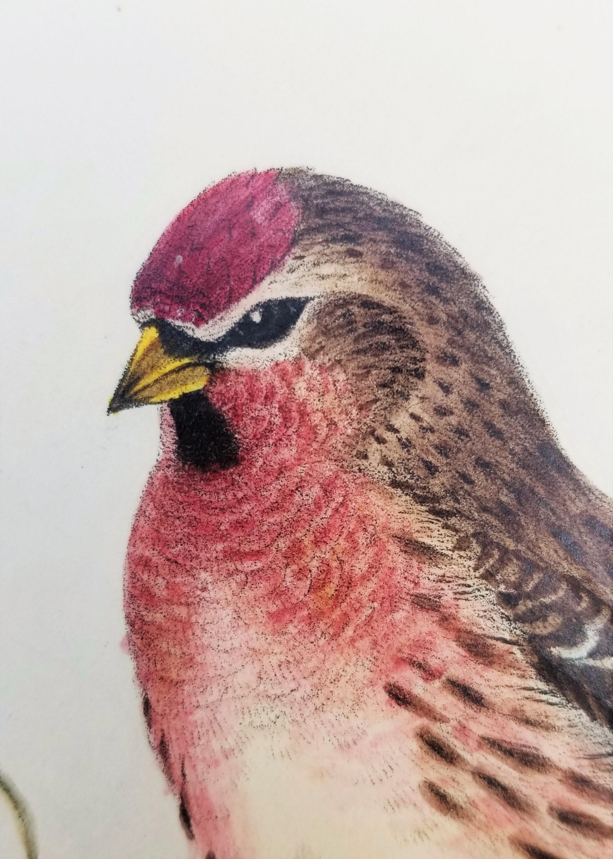 Aegiothus Linaria (Common Redpoll) /// John Gould Ornithology Bird Lithograph For Sale 10