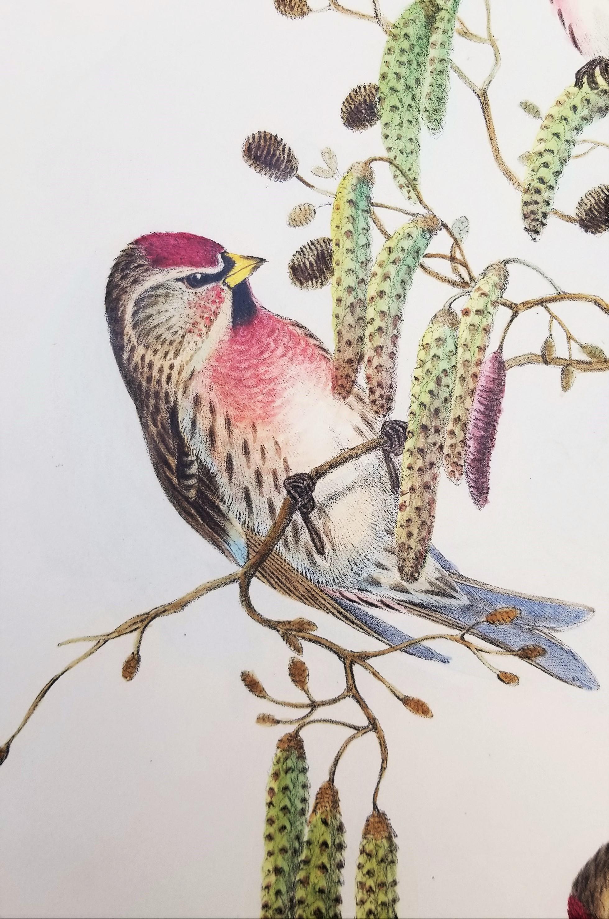 Aegiothus Linaria (Common Redpoll) /// John Gould Ornithology Bird Lithograph For Sale 11