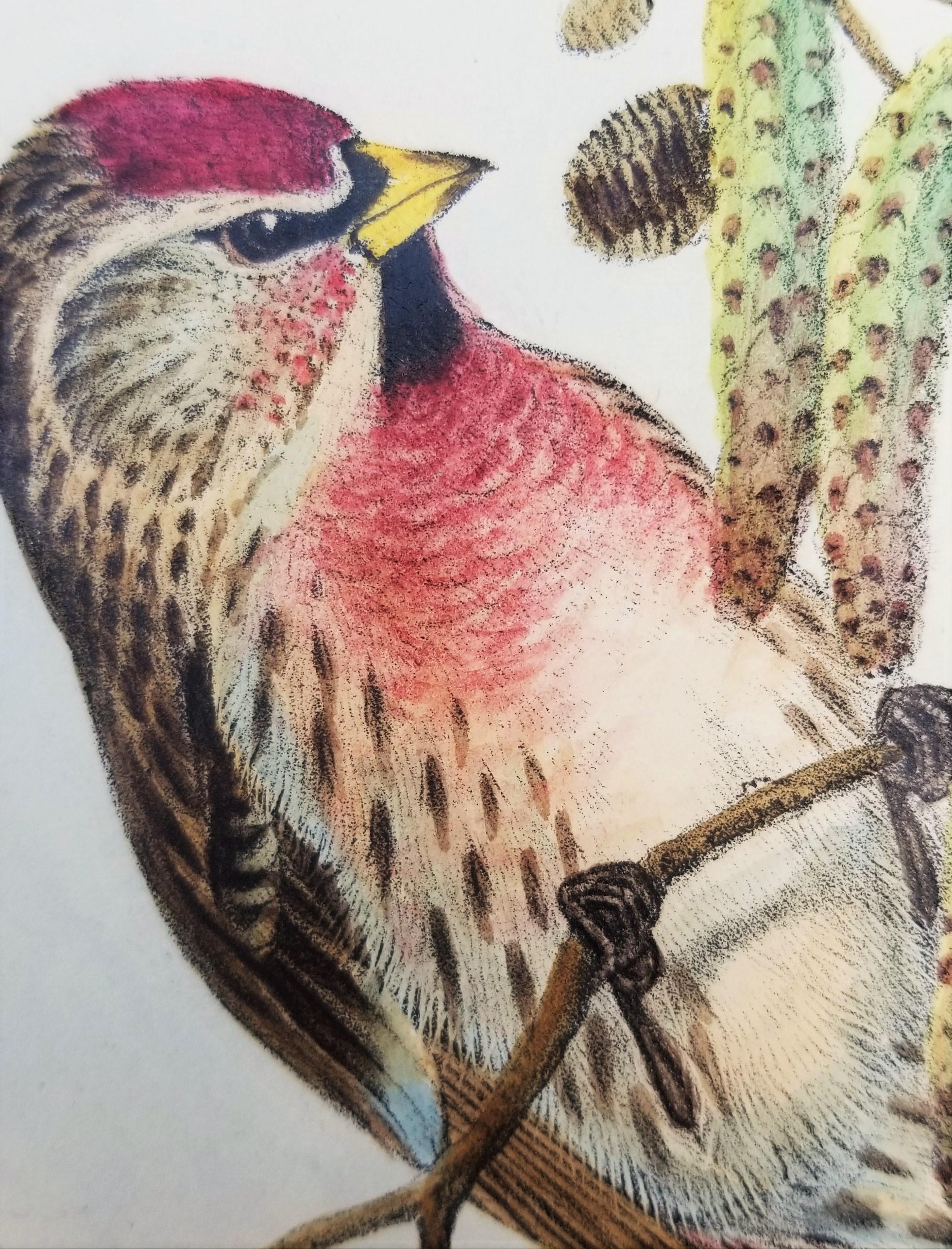 Aegiothus Linaria (Common Redpoll) /// John Gould Ornithology Bird Lithograph For Sale 12