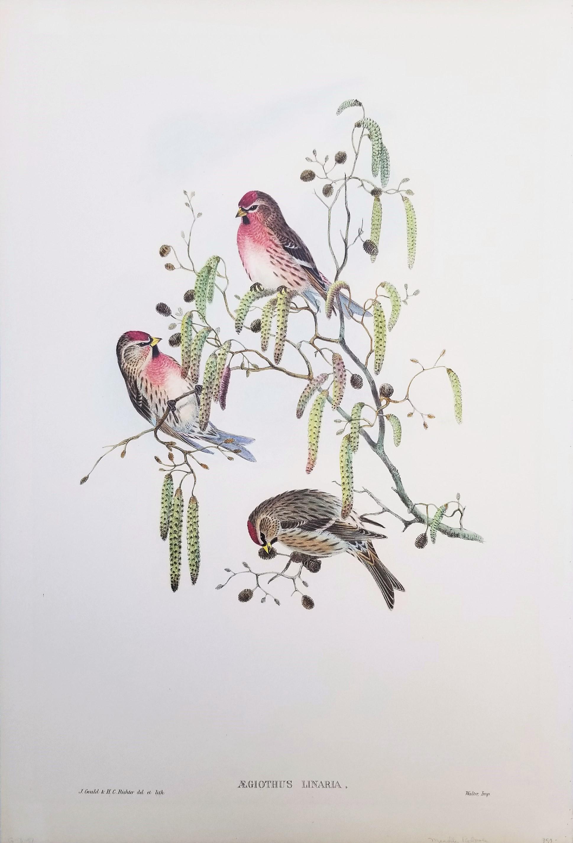Aegiothus Linaria (Common Redpoll) /// John Gould Ornithology Bird Lithograph For Sale 1