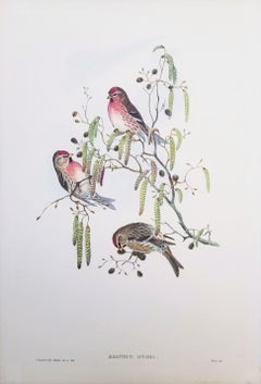 Aegiothus Linaria (Common Redpoll) /// John Gould Ornithology Bird Lithograph