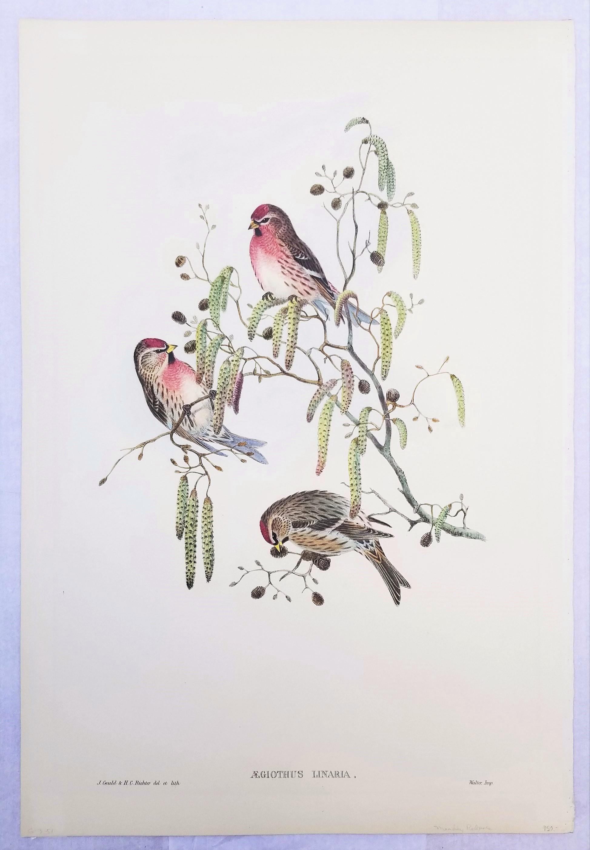 Aegiothus Linaria (Common Redpoll) /// John Gould Ornithology Bird Lithograph For Sale 2