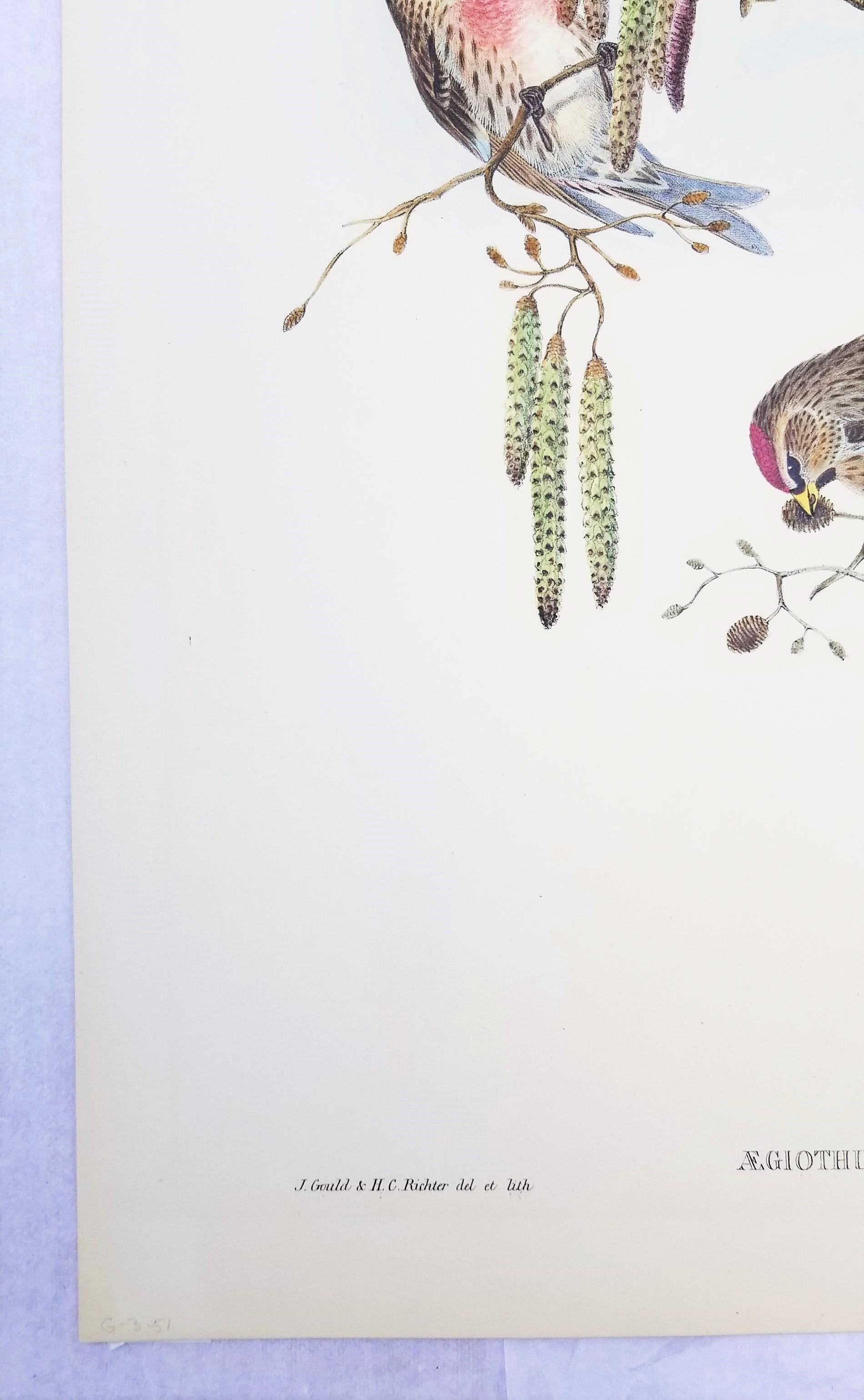 Aegiothus Linaria (Common Redpoll) /// John Gould Ornithology Bird Lithograph For Sale 3
