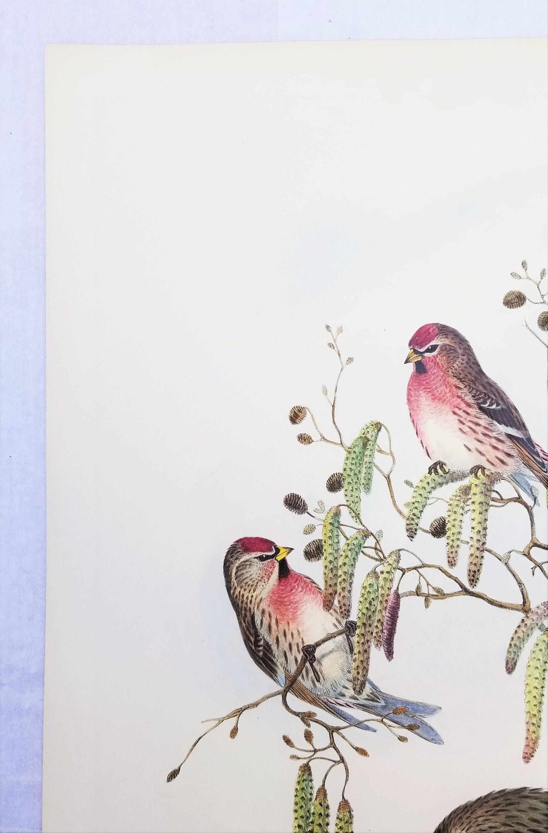 Aegiothus Linaria (Common Redpoll) /// John Gould Ornithology Bird Lithograph For Sale 4