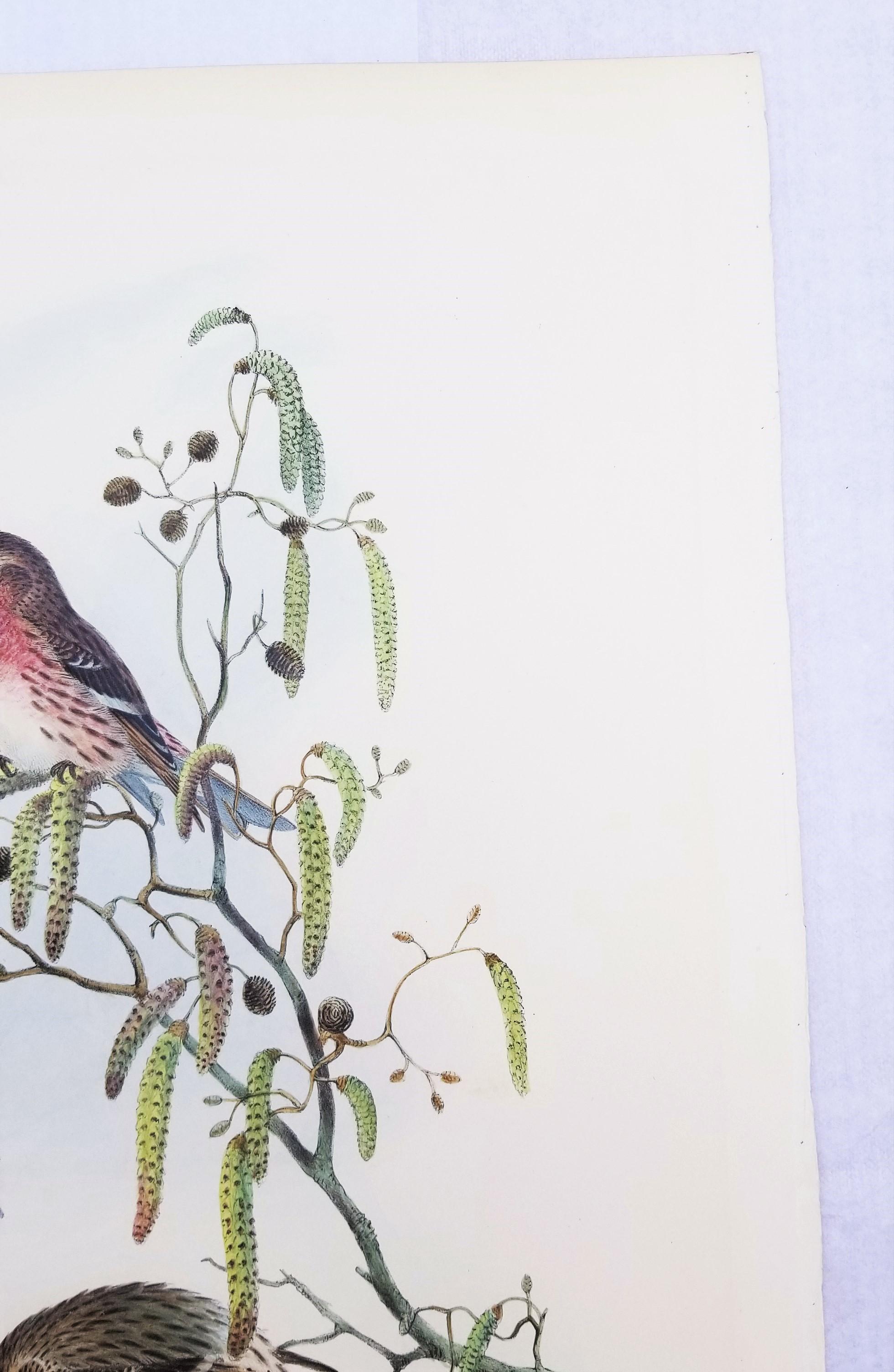 Aegiothus Linaria (Common Redpoll) /// John Gould Ornithology Bird Lithograph For Sale 5