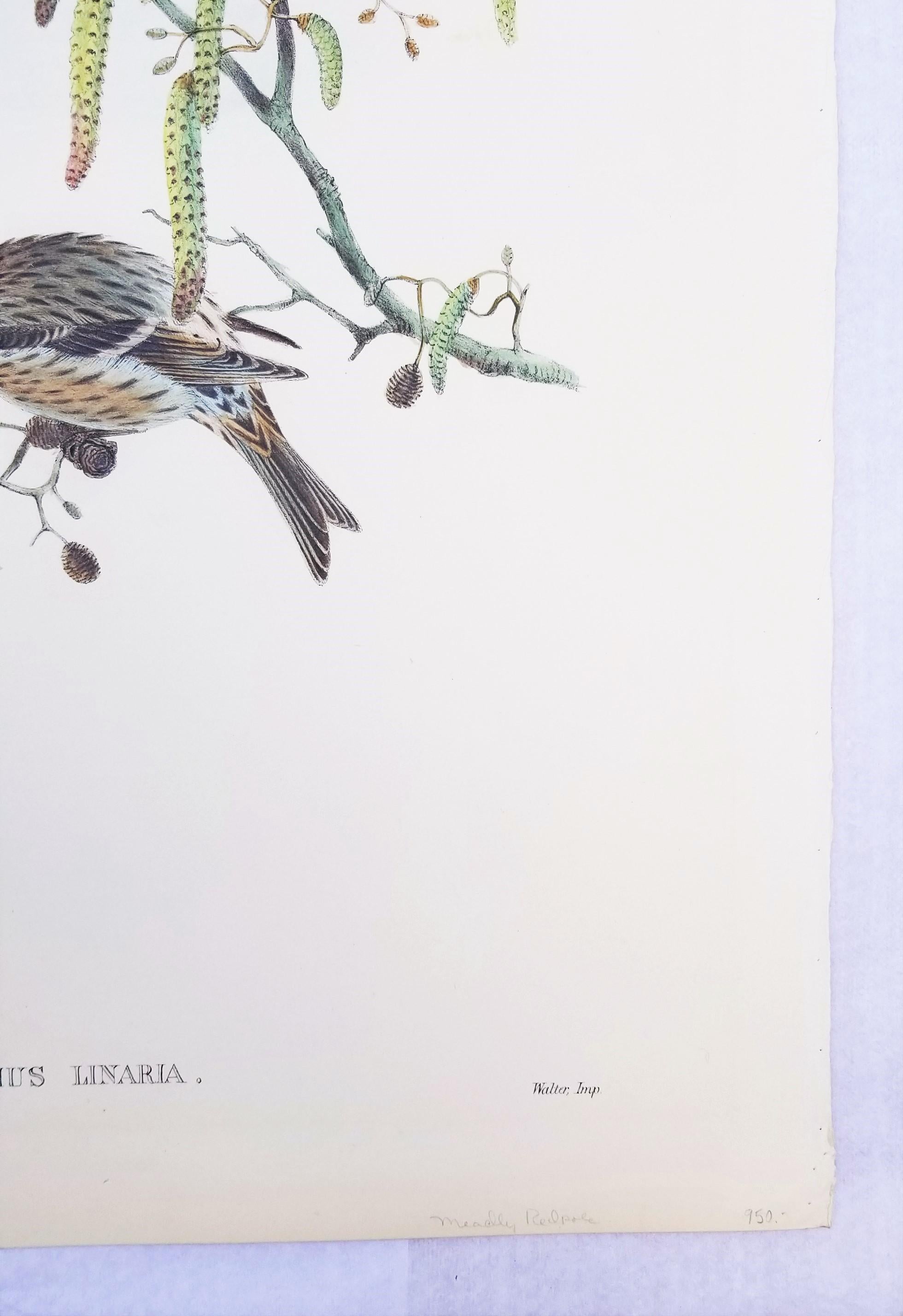 Aegiothus Linaria (Common Redpoll) /// John Gould Ornithology Bird Lithograph For Sale 6