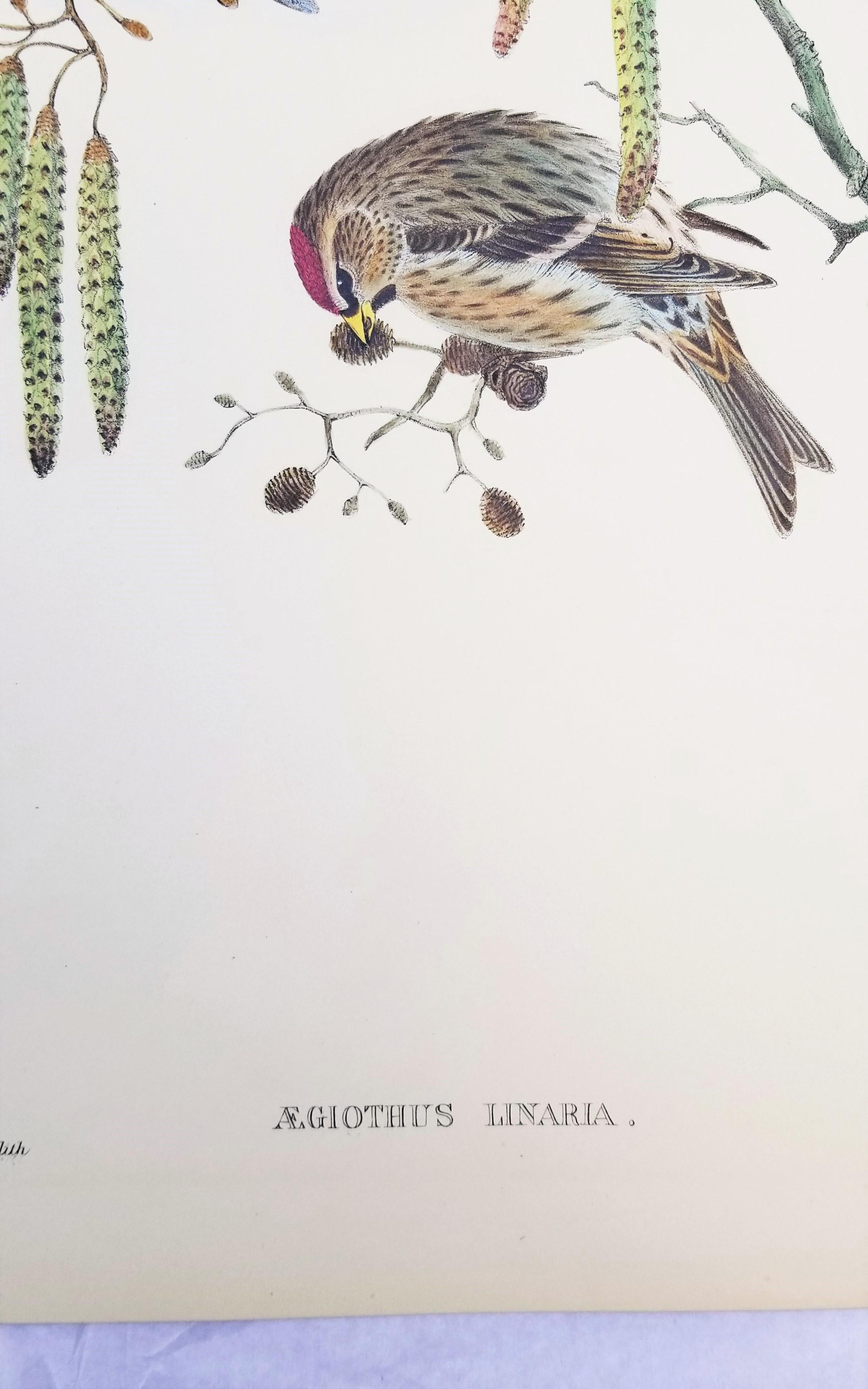 Aegiothus Linaria (Common Redpoll) /// John Gould Ornithology Bird Lithograph For Sale 8