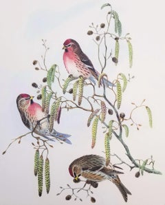 Aegiothus Linaria (Common Redpoll) /// John Gould Ornithology Bird Lithograph