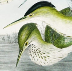 Ardetta Pusilla (Minute Bittern) Artist: Gould, John