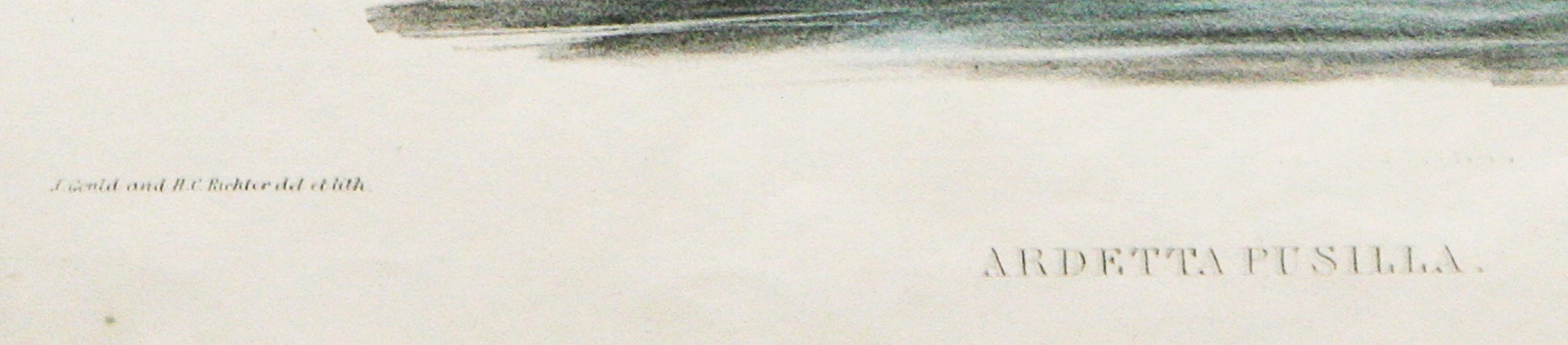       Ardetta Pusilla (Zwergdommel) ist eine handkolorierte Lithographie von John Gould und Henry C. Richter. Aus Birds of Australia 1849-1883 Vol. 6. Zeigt zwei Rohrdommeln, die sich am Schilf festhalten und ins Wasser schauen, während eine andere