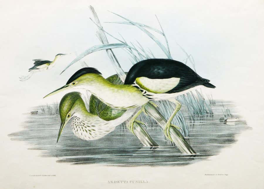 Ardetta Pusilla (Minute Bittern) Artist: Gould, John