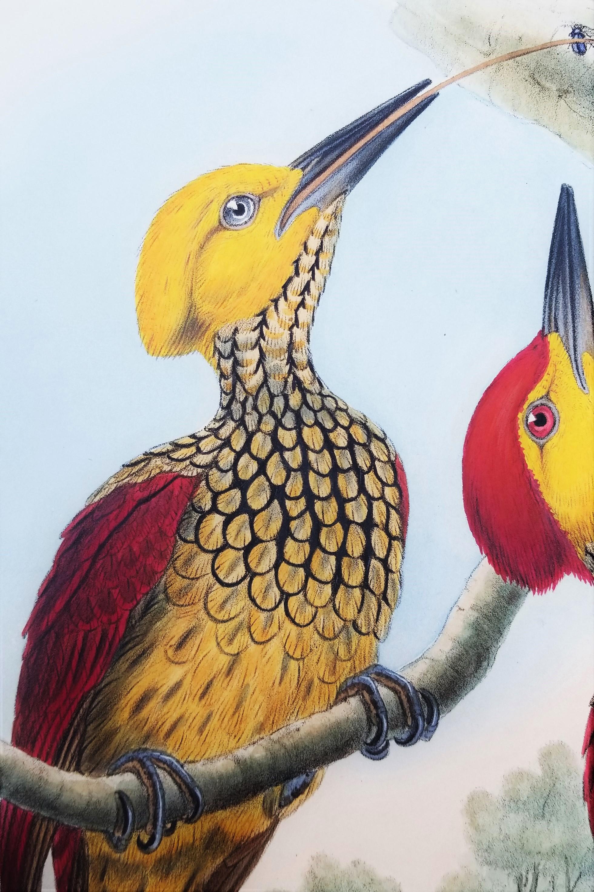 Chrysocolaptes Xanthocephalus (flamenco de cara amarilla) /// John Gould Ornitholog en venta 9