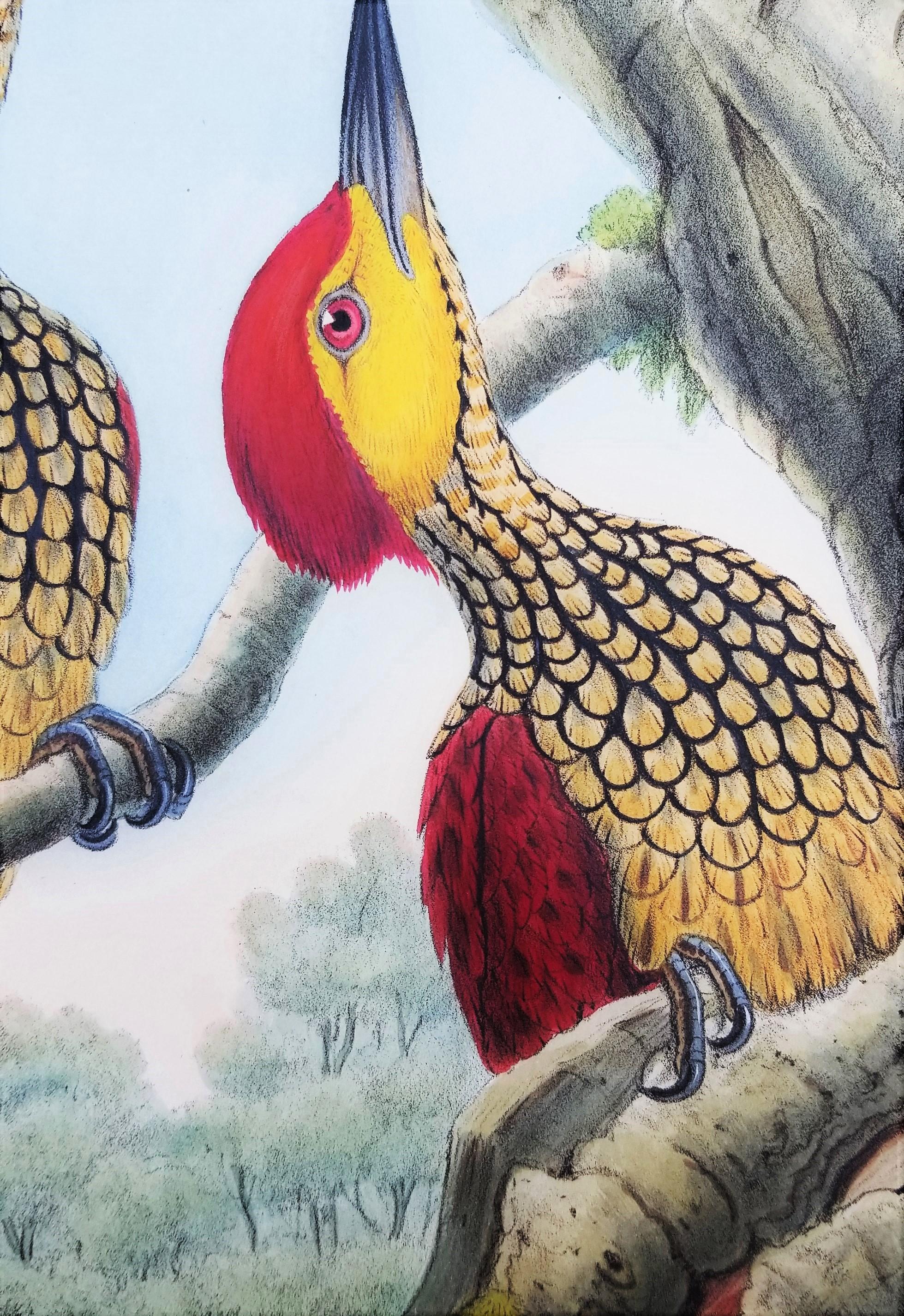 Chrysocolaptes Xanthocephalus (flamenco de cara amarilla) /// John Gould Ornitholog en venta 11