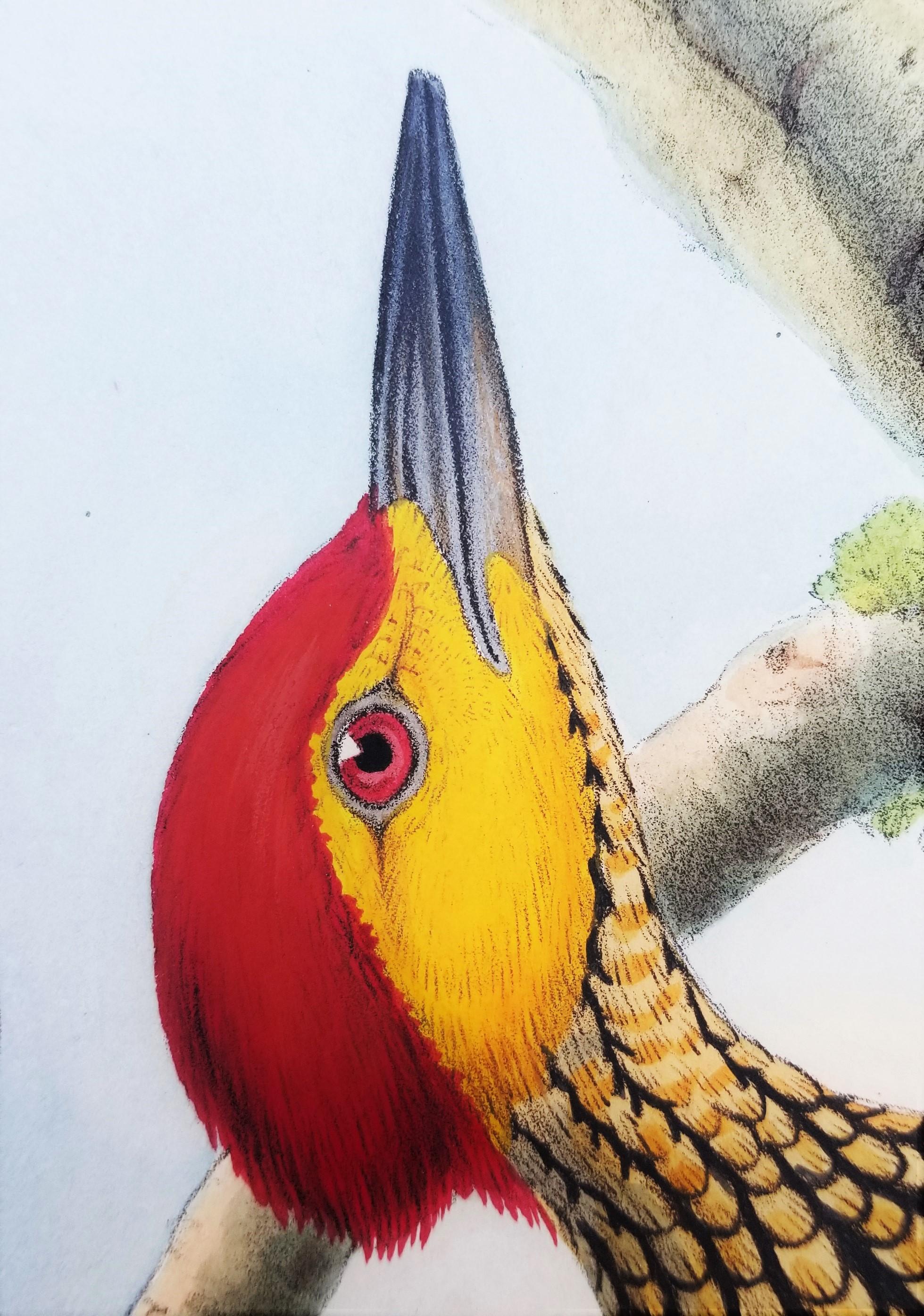 Chrysocolaptes Xanthocephalus (flamenco de cara amarilla) /// John Gould Ornitholog en venta 12