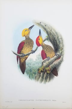 Chrysocolaptes Xanthocephalus (Yellow-faced flameback) /// John Gould Ornitholog