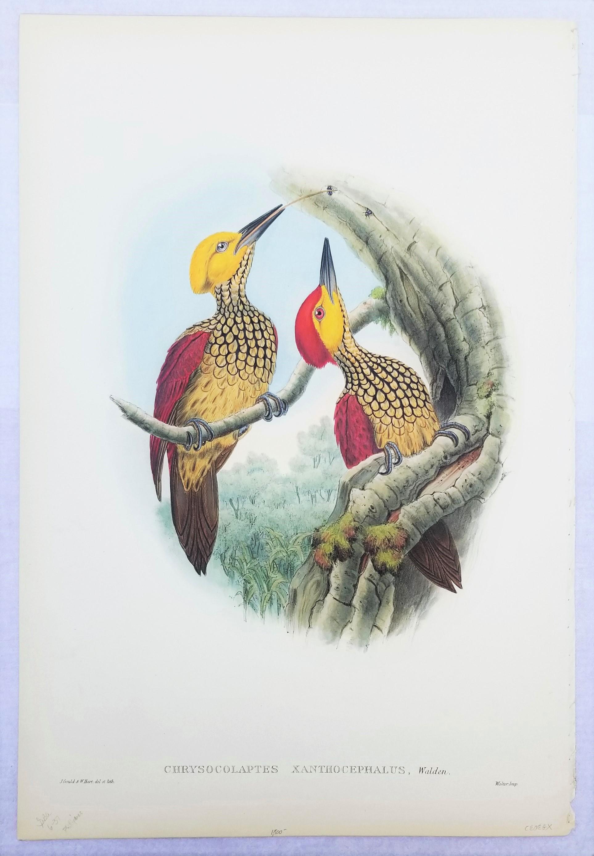 Chrysocolaptes Xanthocephalus (flamenco de cara amarilla) /// John Gould Ornitholog en venta 2