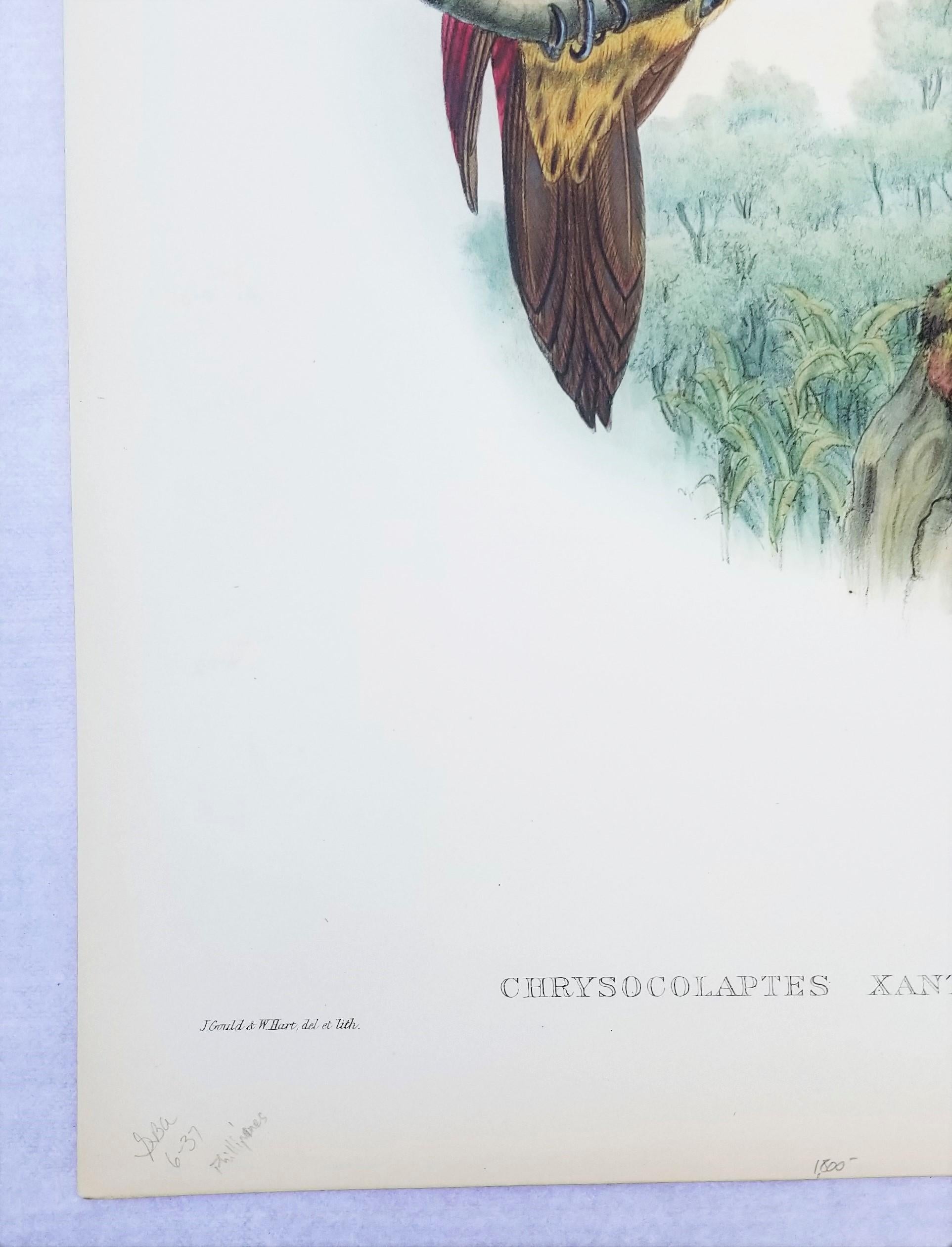 Chrysocolaptes Xanthocephalus (flamenco de cara amarilla) /// John Gould Ornitholog en venta 3