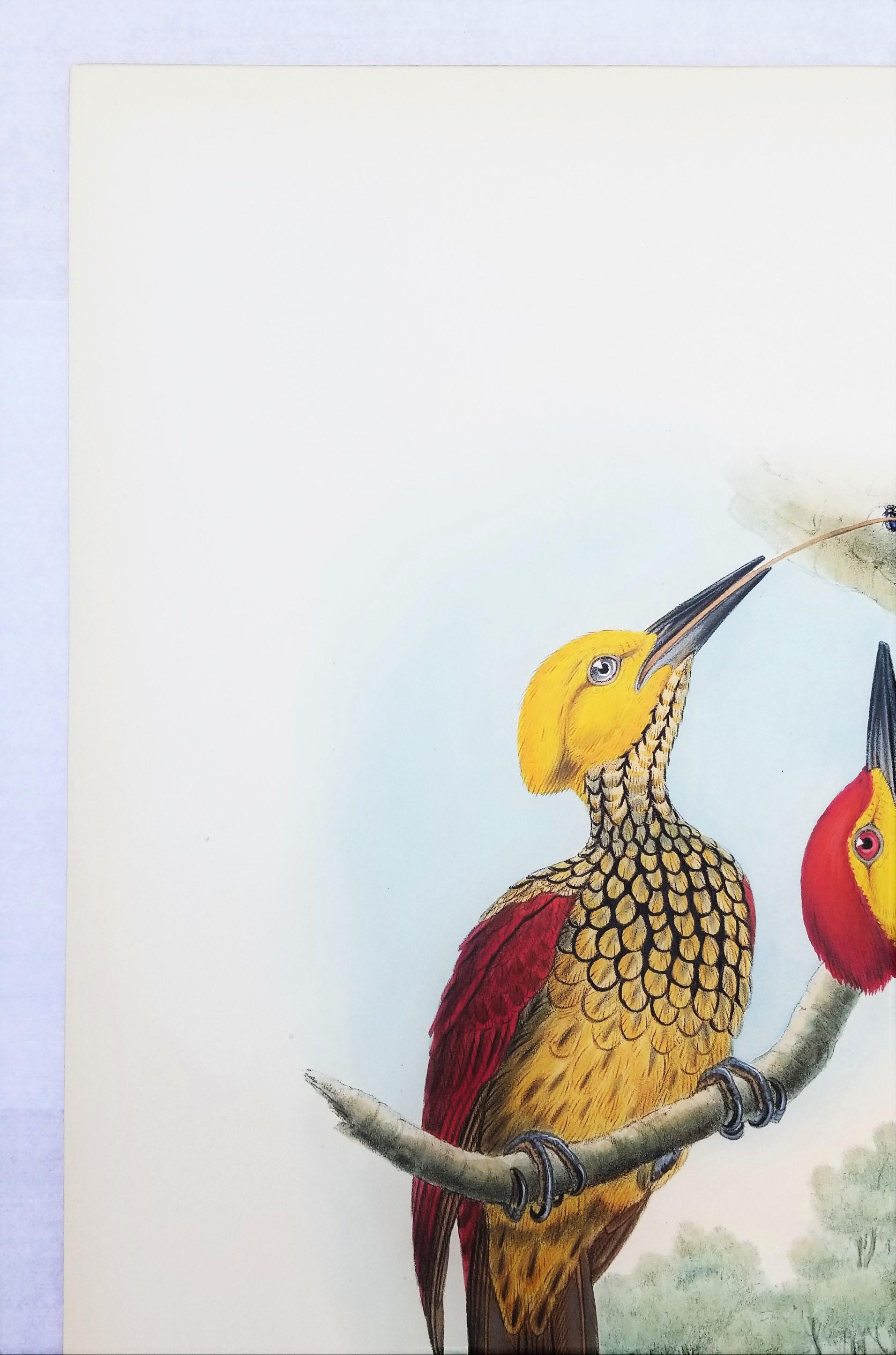 Chrysocolaptes Xanthocephalus (flamenco de cara amarilla) /// John Gould Ornitholog en venta 4