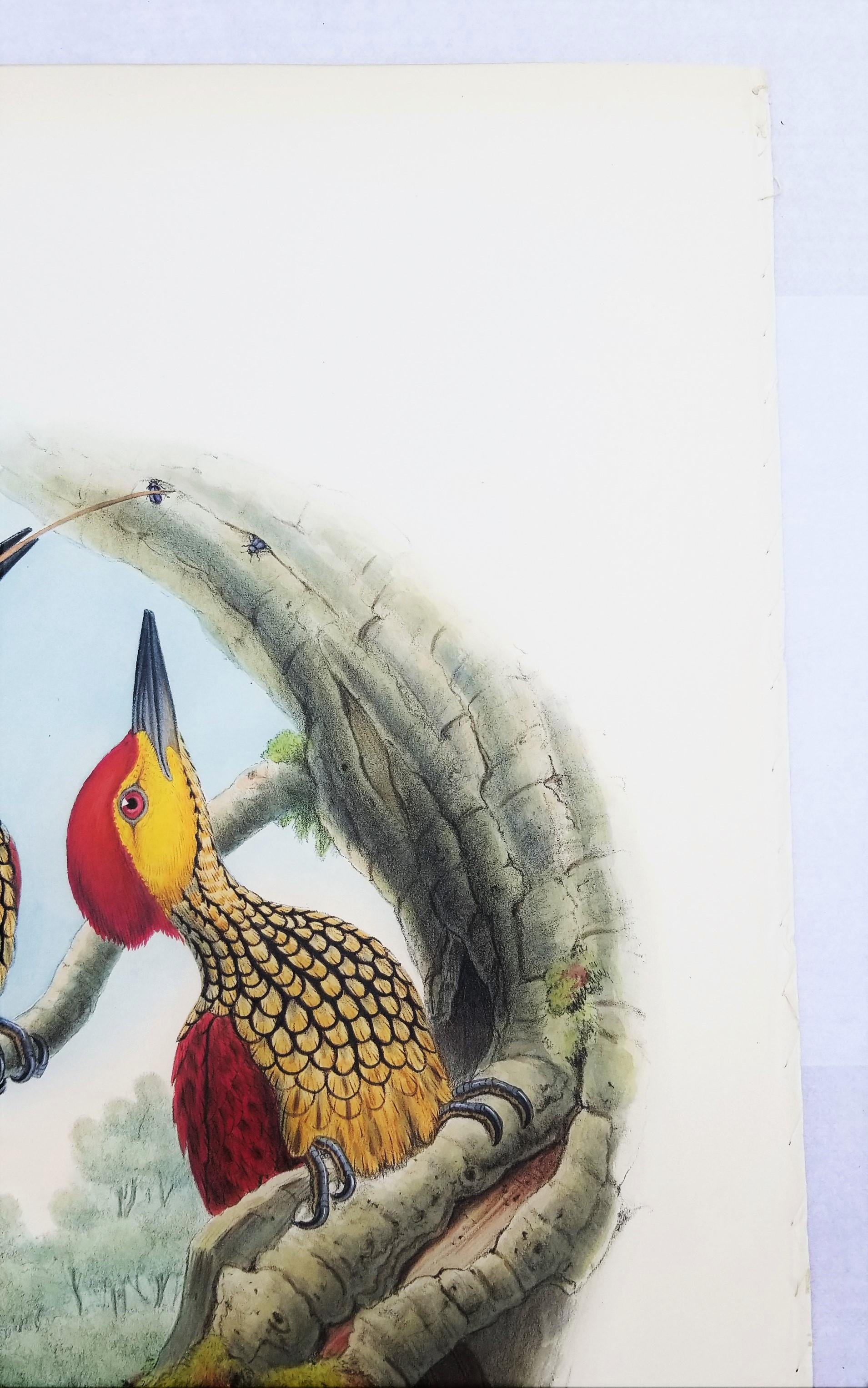 Chrysocolaptes Xanthocephalus (flamenco de cara amarilla) /// John Gould Ornitholog en venta 5
