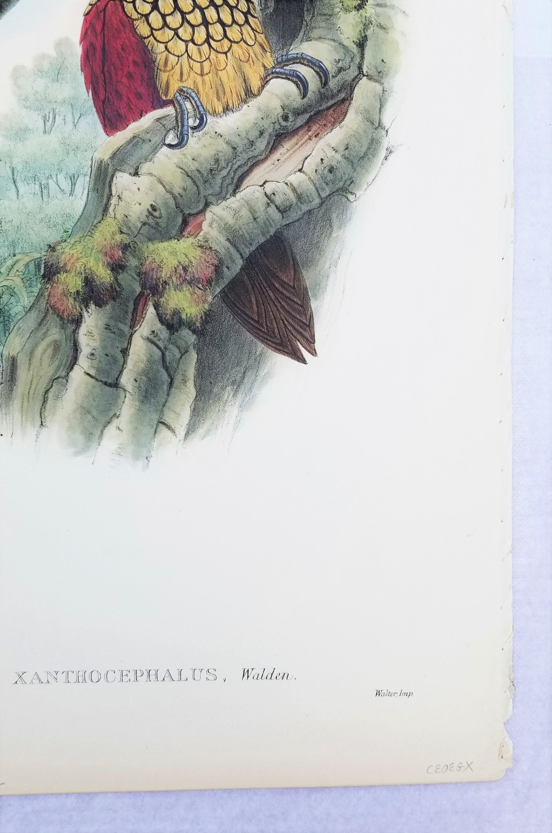 Chrysocolaptes Xanthocephalus (flamenco de cara amarilla) /// John Gould Ornitholog en venta 6