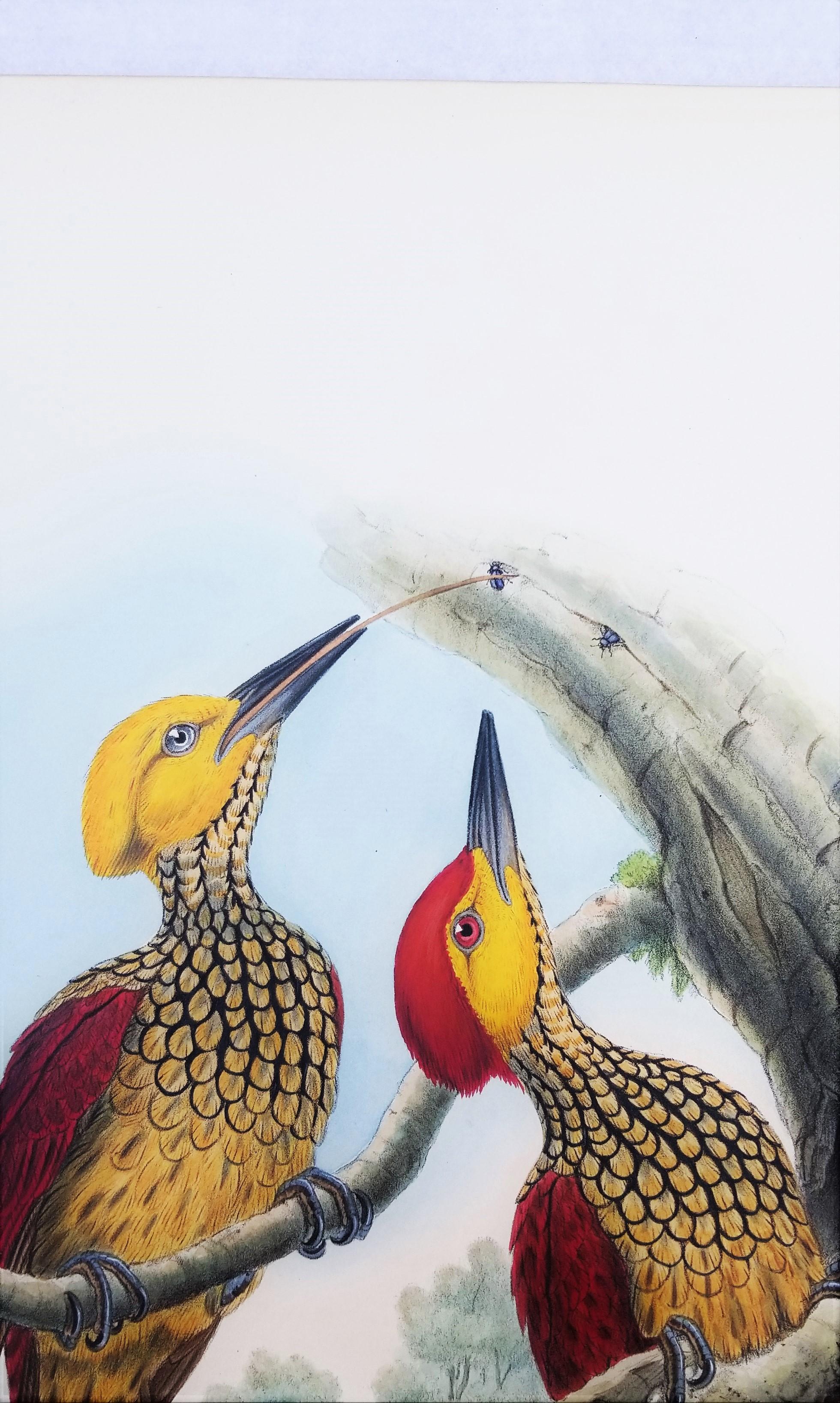 Chrysocolaptes Xanthocephalus (flamenco de cara amarilla) /// John Gould Ornitholog en venta 7