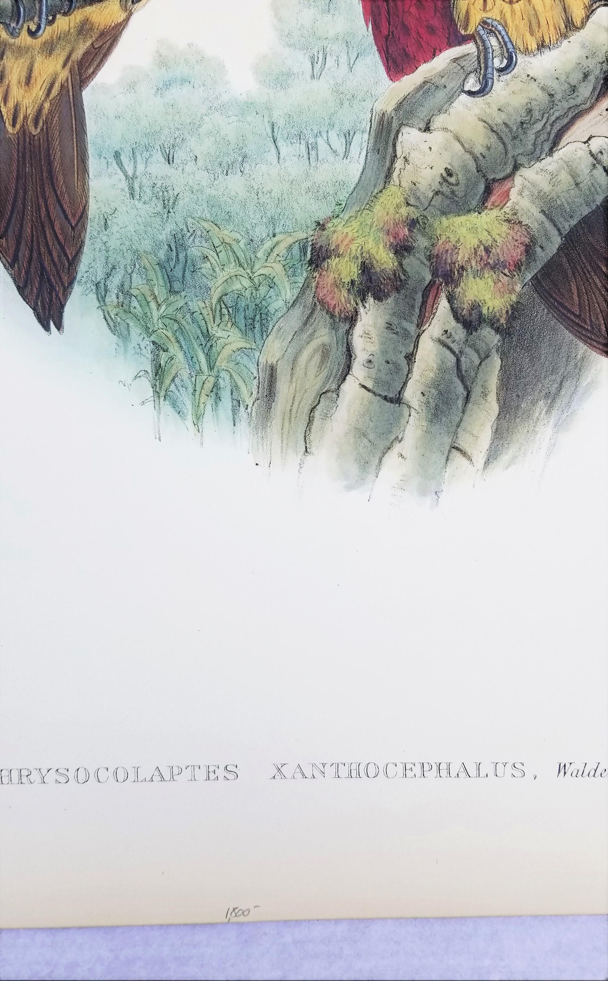 Chrysocolaptes Xanthocephalus (flamenco de cara amarilla) /// John Gould Ornitholog en venta 8