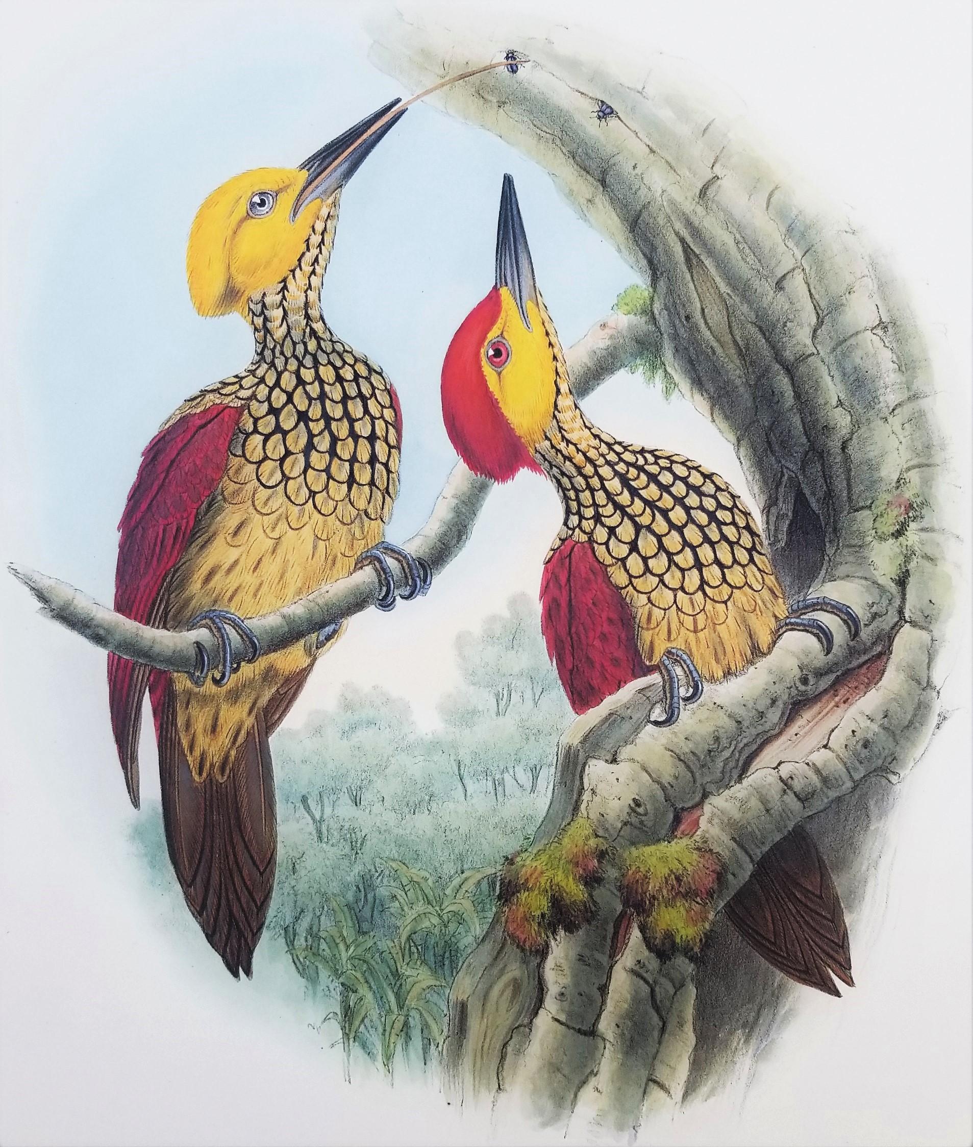 Chrysocolaptes Xanthocephalus (Fiamma gialla) /// John Gould Ornitholog